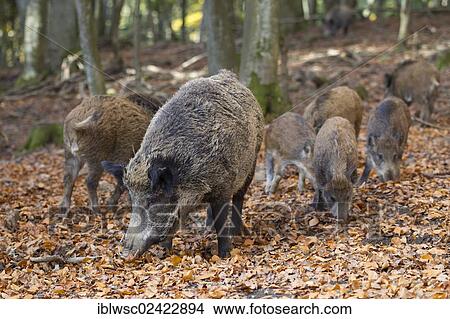 Wild Boars (Sus scrofa), Wildpark Daun game reserve, Vulkaneifel district, Rhineland-Palatinate, Germany, Europe View Large Photo Image Picture - Wild Boars (Sus scrofa), Wildpark Daun game reserve, Vulkaneifel district, Rhineland-Palatinate, Germany, Europe. Fotosearch