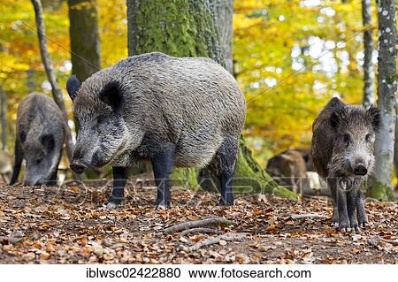 Wild Boars (Sus scrofa), Wildpark Daun game reserve, Vulkaneifel district, Rhineland-Palatinate, Germany, Europe View Large Photo Image Stock Image - Wild Boars (Sus scrofa), Wildpark Daun game reserve, Vulkaneifel district, Rhineland-Palatinate, Germany, Europe. Fotosearch