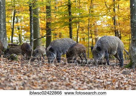 Wild Boars (Sus scrofa), Wildpark Daun game reserve, Vulkaneifel district, Rhineland-Palatinate, Germany, Europe View Large Photo Image Stock Photograph - Wild Boars (Sus scrofa), Wildpark Daun game reserve, Vulkaneifel district, Rhineland-Palatinate, Germany, Europe. Fotosearch