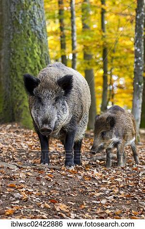 Wild Boars (Sus scrofa), Wildpark Daun game reserve, Vulkaneifel district, Rhineland-Palatinate, Germany, Europe View Large Photo Image Stock Photograph - Wild Boars (Sus scrofa), Wildpark Daun game reserve, Vulkaneifel district, Rhineland-Palatinate, Germany, Europe. Fotosearch