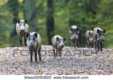 Stock Photography - "Wild boars (Sus scrofa), Wildpark Daun game park, Vulkaneifel district, Rhineland-Palatinate, Germany, Europe". Fotosearch