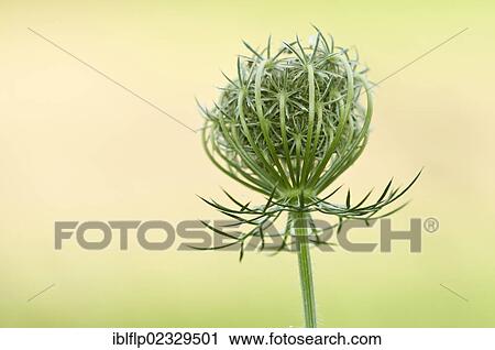 Stock Image - "Wild Carrot (Daucus carota), close-up of seedhead, near Downe, Kent, England, United Kingdom, Europe". Fotosearch