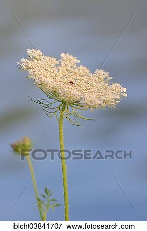 "Wild Carrot (Daucus carota subsp. Carota), flower umbel, North Rhine-Westphalia, Germany, Europe" View Large Photo Image Stock Photo - "Wild Carrot (Daucus carota subsp. Carota), flower umbel, North Rhine-Westphalia, Germany, Europe". Fotosearch