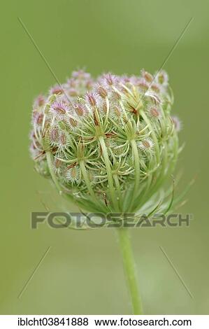Stock Photo - "Wild Carrot (Daucus carota subsp. carota), umbel, North Rhine-Westphalia, Germany, Europe". Fotosearch