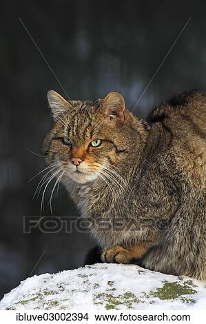 Picture - "Wild Cat (Felis silvestris silvestris) sunning itself on a snow-covered stone, Lower Saxony, Germany, Europe". Fotosearch