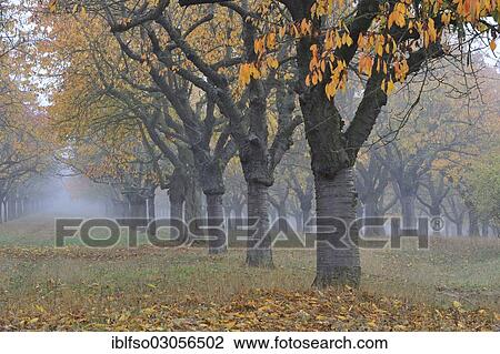 "Wild Cherry, Sweet Cherry or Bird Cherry (Prunus avium), meadow orchard in autumn, Thuringia, Germany, Europe" View Large Photo Image Stock Image - "Wild Cherry, Sweet Cherry or Bird Cherry (Prunus avium), meadow orchard in autumn, Thuringia, Germany, Europe". Fotosearch