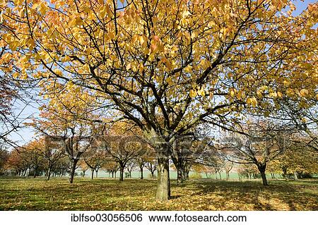 "Wild Cherry, Sweet Cherry or Bird Cherry (Prunus avium), meadow orchard in autumn, Thuringia, Germany, Europe" View Large Photo Image Stock Photograph - "Wild Cherry, Sweet Cherry or Bird Cherry (Prunus avium), meadow orchard in autumn, Thuringia, Germany, Europe". Fotosearch