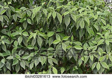 "Wild Coffee (Psychotria nervosa), Florida, United States, North America" View Large Photo Image Stock Image - "Wild Coffee (Psychotria nervosa), Florida, United States, North America". Fotosearch
