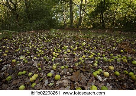 "Wild Crabapple (Malus sylvestris), fallen fruit, on floor in woodland habitat, Busketts Wood, New Forest National Park, Hampshire, England, United Kingdom, Europe" View Large Photo Image Stock Image - "Wild Crabapple (Malus sylvestris), fallen fruit, on floor in woodland habitat, Busketts Wood, New Forest National Park, Hampshire, England, United Kingdom, Europe". Fotosearch