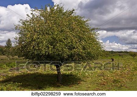 "Wild Crabapple (Malus sylvestris), habit, in fruit, growing on heathland, near Linwood, New Forest, Hampshire, England, United Kingdom, Europe" View Large Photo Image Stock Photo - "Wild Crabapple (Malus sylvestris), habit, in fruit, growing on heathland, near Linwood, New Forest, Hampshire, England, United Kingdom, Europe". Fotosearch