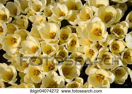 Stock Image - Wild Crocus (Crocus chrysanthus 'Cream Beauty'). Fotosearch