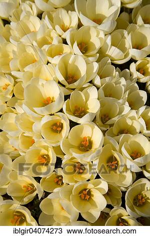 Wild Crocus (Crocus chrysanthus 'Cream Beauty') View Large Photo Image Stock Image - Wild Crocus (Crocus chrysanthus 'Cream Beauty'). Fotosearch