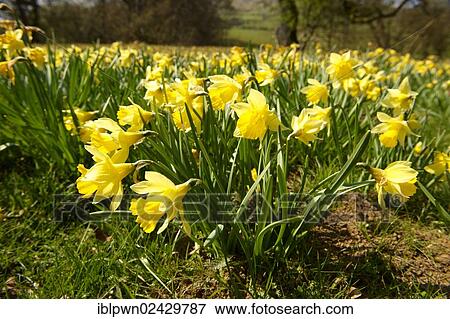 Stock Photo - "Wild daffodil or Lent lily (Narcissus pseudonarcissus) at Farndale, North York Moors National Park, North Yorkshire, England, United Kingdom, Europe". Fotosearch