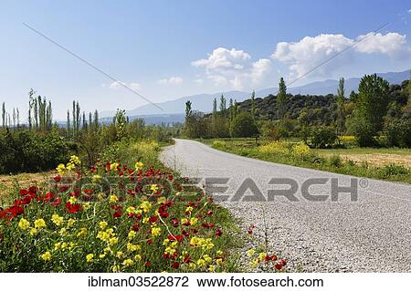 "Wild flowers growing on the side of a country road, Yenice, Aydin province, Aegean region, Turkey, Asia" View Large Photo Image Stock Image - "Wild flowers growing on the side of a country road, Yenice, Aydin province, Aegean region, Turkey, Asia". Fotosearch