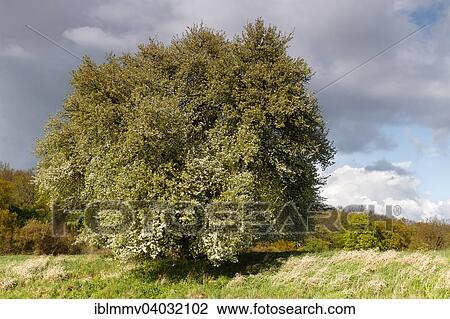 Stock Image - "Wild fruit tree in bloom in the floodplains, Middle Elbe Biosphere Reserve, Dessau-Rosslau, Saxony-Anhalt, Germany, Europe". Fotosearch