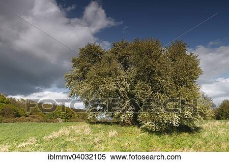"Wild fruit tree in bloom in the floodplains, Middle Elbe Biosphere Reserve, Dessau-Rosslau, Saxony-Anhalt, Germany, Europe" View Large Photo Image Stock Photography - "Wild fruit tree in bloom in the floodplains, Middle Elbe Biosphere Reserve, Dessau-Rosslau, Saxony-Anhalt, Germany, Europe". Fotosearch