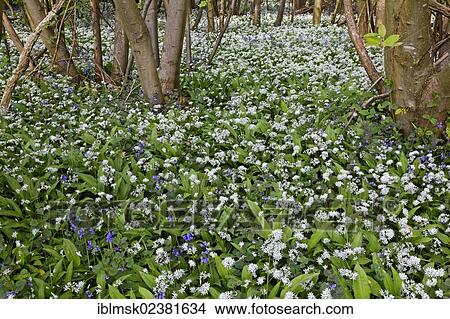 "Wild Garlic (Allium ursinum) and Atlantic Bluebells (Hyacinthoides non-scripta) covering the forest floor, near Waldershare, North Downs Way, Via Francigena, Dover, South East England, administrative county of Kent, England, United Kingdom, Europe" View Large Photo Image Picture - "Wild Garlic (Allium ursinum) and Atlantic Bluebells (Hyacinthoides non-scripta) covering the forest floor, near Waldershare, North Downs Way, Via Francigena, Dover, South East England, administrative county of Kent, England, United Kingdom, Europe". Fotosearch