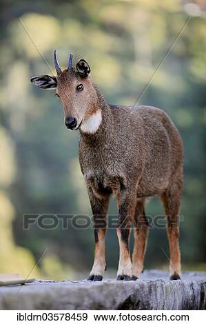 Stock Photo - "Wild Goat (Capra aegagrus) standing on a wall at Trashigang Dzong fortress, Trashigang, Trashigang district, Bhutan, Asia". Fotosearch