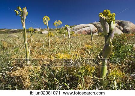 "Wild growing Fennel (Foeniculum vulgare) at Capo Spativento, Costa del Sud, Province of Cagliari, Sardinia, Italy, Europe" View Large Photo Image Stock Image - "Wild growing Fennel (Foeniculum vulgare) at Capo Spativento, Costa del Sud, Province of Cagliari, Sardinia, Italy, Europe". Fotosearch