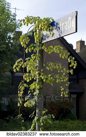 "Wild Hops (Humulus lupulus) growing on street sign in residential area, Meerbusch, North Rhine-Westphalia, Germany, Europe" View Large Photo Image Stock Photo - "Wild Hops (Humulus lupulus) growing on street sign in residential area, Meerbusch, North Rhine-Westphalia, Germany, Europe". Fotosearch