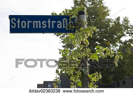 "Wild Hops (Humulus lupulus) growing on street sign in residential area, Meerbusch, North Rhine-Westphalia, Germany, Europe" View Large Photo Image Stock Photo - "Wild Hops (Humulus lupulus) growing on street sign in residential area, Meerbusch, North Rhine-Westphalia, Germany, Europe". Fotosearch