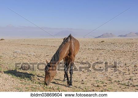 "Wild horse in the Namib Desert, a descendant of horses of the German colonial protection force in German South-West Africa, Garub, ÇKaras, Namibia, Africa" View Large Photo Image Picture - "Wild horse in the Namib Desert, a descendant of horses of the German colonial protection force in German South-West Africa, Garub, ÇKaras, Namibia, Africa". Fotosearch