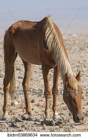 "Wild horse in the Namib Desert, a descendant of horses of the German colonial protection force in German South-West Africa, Garub, ÇKaras, Namibia, Africa" View Large Photo Image Picture - "Wild horse in the Namib Desert, a descendant of horses of the German colonial protection force in German South-West Africa, Garub, ÇKaras, Namibia, Africa". Fotosearch