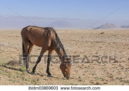 "Wild horse in the Namib Desert, a descendant of horses of the German colonial protection force in German South-West Africa, Garub, ÇKaras, Namibia, Africa" View Large Photo Image Stock Image - "Wild horse in the Namib Desert, a descendant of horses of the German colonial protection force in German South-West Africa, Garub, ÇKaras, Namibia, Africa". Fotosearch