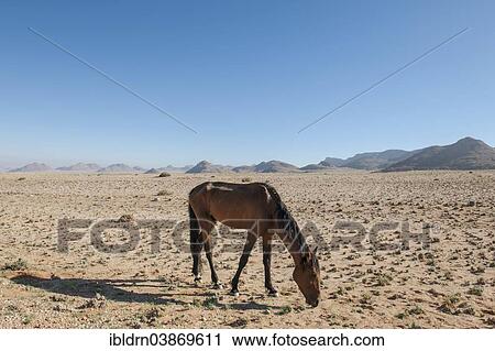 "Wild horse in the Namib Desert, a descendant of horses of the German colonial protection force in German South-West Africa, Garub, ÇKaras, Namibia, Africa" View Large Photo Image Stock Image - "Wild horse in the Namib Desert, a descendant of horses of the German colonial protection force in German South-West Africa, Garub, ÇKaras, Namibia, Africa". Fotosearch