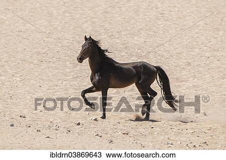 Stock Image - "Wild horse in the Namib Desert, a descendant of horses of the German colonial protection force in German South-West Africa, Garub, ÇKaras, Namibia, Africa". Fotosearch