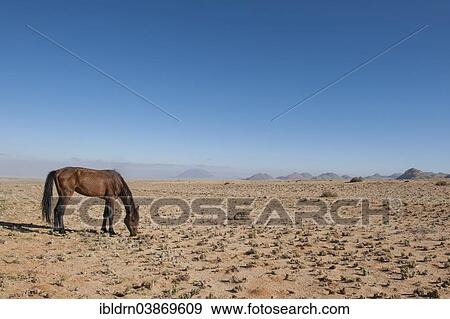 "Wild horse in the Namib Desert, a descendant of horses of the German colonial protection force in German South-West Africa, Garub, ÇKaras, Namibia, Africa" View Large Photo Image Stock Photo - "Wild horse in the Namib Desert, a descendant of horses of the German colonial protection force in German South-West Africa, Garub, ÇKaras, Namibia, Africa". Fotosearch
