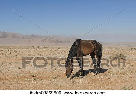 "Wild horse in the Namib Desert, a descendant of horses of the German colonial protection force in German South-West Africa, Garub, ÇKaras, Namibia, Africa" View Large Photo Image Stock Photograph - "Wild horse in the Namib Desert, a descendant of horses of the German colonial protection force in German South-West Africa, Garub, ÇKaras, Namibia, Africa". Fotosearch