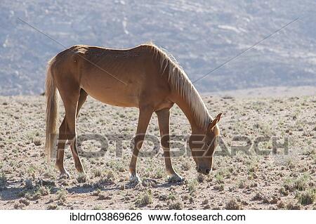 "Wild horse in the Namib Desert, a descendant of horses of the German colonial protection force in German South-West Africa, Garub, ÇKaras, Namibia, Africa" View Large Photo Image Stock Photograph - "Wild horse in the Namib Desert, a descendant of horses of the German colonial protection force in German South-West Africa, Garub, ÇKaras, Namibia, Africa". Fotosearch
