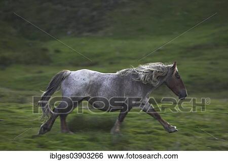 "Wild horse trotting, Pyrenees, France, Europe" View Large Photo Image Stock Photograph - "Wild horse trotting, Pyrenees, France, Europe". Fotosearch