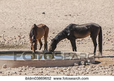 "Wild horses at a watering pool in the Namib Desert, descendants of horses of the German colonial protection force in German South-West Africa, Garub, ÇKaras, Namibia, Africa" View Large Photo Image Stock Image - "Wild horses at a watering pool in the Namib Desert, descendants of horses of the German colonial protection force in German South-West Africa, Garub, ÇKaras, Namibia, Africa". Fotosearch