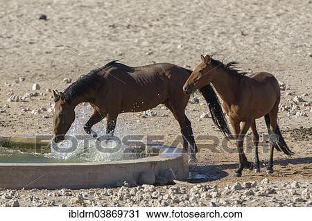 Stock Image - "Wild horses at a watering pool in the Namib Desert, descendants of horses of the German colonial protection force in German South-West Africa, Garub, ÇKaras, Namibia, Africa". Fotosearch