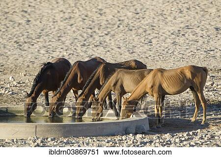 Stock Image - "Wild horses at a watering pool in the Namib Desert, descendants of horses of the German colonial protection force in German South-West Africa, Garub, ÇKaras, Namibia, Africa". Fotosearch