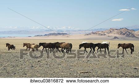 "Wild horses at Achit Nuur, Tsambagarav National Park, Bayan Olgii Aimag, Mongolia, Asia" View Large Photo Image Stock Image - "Wild horses at Achit Nuur, Tsambagarav National Park, Bayan Olgii Aimag, Mongolia, Asia". Fotosearch
