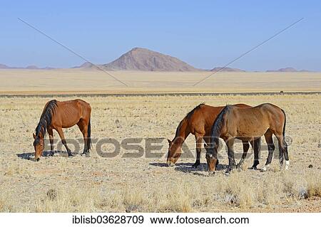 Stock Photo - "Wild horses grazing, Garub, Karas Region, Namibia, Africa". Fotosearch