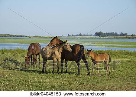 "Wild horses in El Rocio, Donana National Park, El Rocio, Costa de la Luz, Andalusia, Spain, Europe" View Large Photo Image Stock Image - "Wild horses in El Rocio, Donana National Park, El Rocio, Costa de la Luz, Andalusia, Spain, Europe". Fotosearch