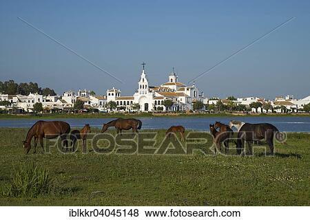 "Wild horses in front of the Hermitage of El Rocio in the lagoon of the Donana National Park, El Rocio, Costa de la Luz, Andalusia, Spain, Europe" View Large Photo Image Stock Photo - "Wild horses in front of the Hermitage of El Rocio in the lagoon of the Donana National Park, El Rocio, Costa de la Luz, Andalusia, Spain, Europe". Fotosearch