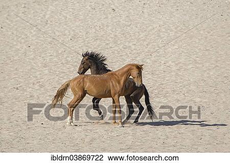"Wild horses in the Namib Desert, descendants of horses of the German colonial protection force in German South-West Africa, Garub, ÇKaras, Namibia, Africa" View Large Photo Image Stock Image - "Wild horses in the Namib Desert, descendants of horses of the German colonial protection force in German South-West Africa, Garub, ÇKaras, Namibia, Africa". Fotosearch