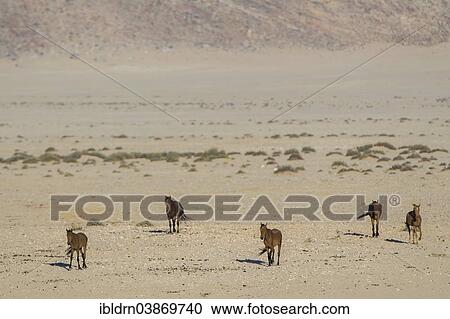"Wild horses in the Namib Desert, descendants of horses of the German colonial protection force in German South-West Africa, Garub, ÇKaras, Namibia, Africa" View Large Photo Image Stock Image - "Wild horses in the Namib Desert, descendants of horses of the German colonial protection force in German South-West Africa, Garub, ÇKaras, Namibia, Africa". Fotosearch