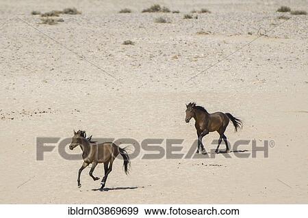 Stock Photo - "Wild horses in the Namib Desert, descendants of horses of the German colonial protection force in German South-West Africa, Garub, ÇKaras, Namibia, Africa". Fotosearch