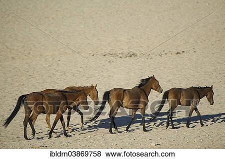"Wild horses in the Namib Desert, descendants of horses of the German colonial protection force in German South-West Africa, Garub, ÇKaras, Namibia, Africa" View Large Photo Image Stock Photo - "Wild horses in the Namib Desert, descendants of horses of the German colonial protection force in German South-West Africa, Garub, ÇKaras, Namibia, Africa". Fotosearch