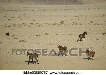 Stock Photo - "Wild horses in the Namib Desert, descendants of horses of the German colonial protection force in German South-West Africa, Garub, ÇKaras, Namibia, Africa". Fotosearch