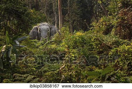 Stock Photo - "Wild Indian Elephant (Elephas maximus indicus) in the forrest, Kaziranga National Park, Assam, India, Asia". Fotosearch