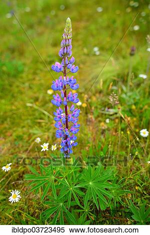 "Wild Large-leaved Lupine (Lupinus polyphyllus), Tyrol, Austria, Europe" View Large Photo Image Stock Photography - "Wild Large-leaved Lupine (Lupinus polyphyllus), Tyrol, Austria, Europe". Fotosearch
