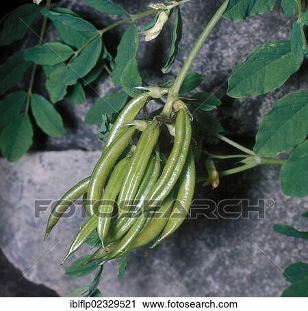 Wild Liquorice (Astragalus glycyphyllos) seed pods View Large Photo Image Stock Image - Wild Liquorice (Astragalus glycyphyllos) seed pods. Fotosearch