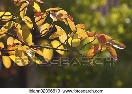 Stock Photo - "Wild pear, Juneberry (Amelanchier), colorful leaves in autumn, backlit". Fotosearch